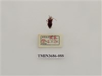 藏品(半翅目(2))的圖片